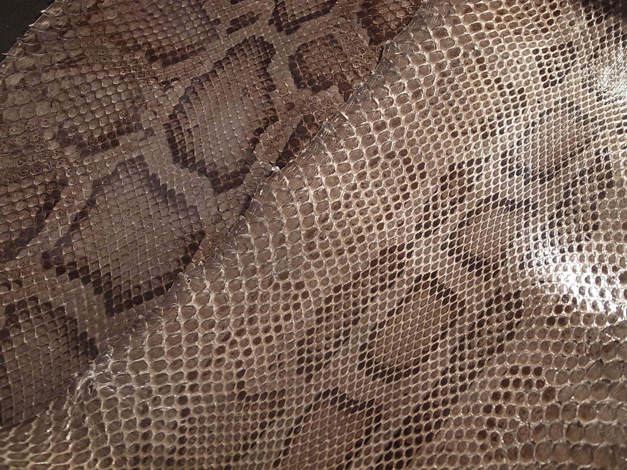 革の話】 蛇革の魅力（高級皮革素材・エキゾチックレザー 